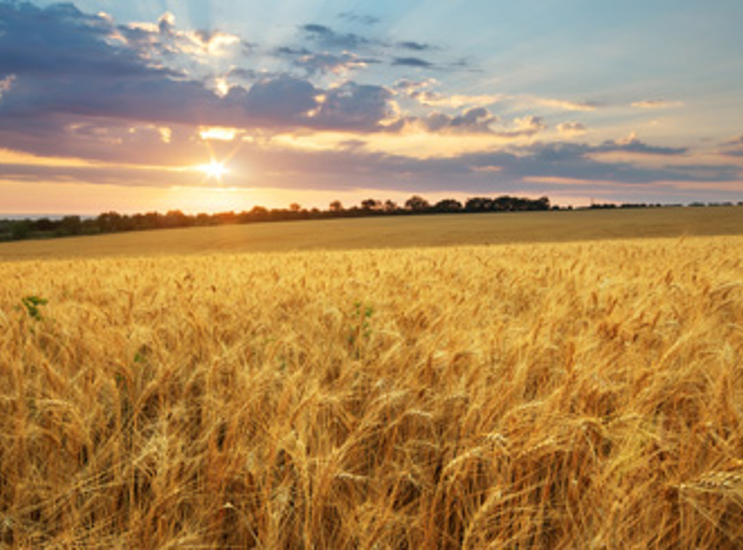 Sunrise In The Cornfields
