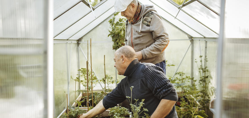 Two people gardening in greenhouse